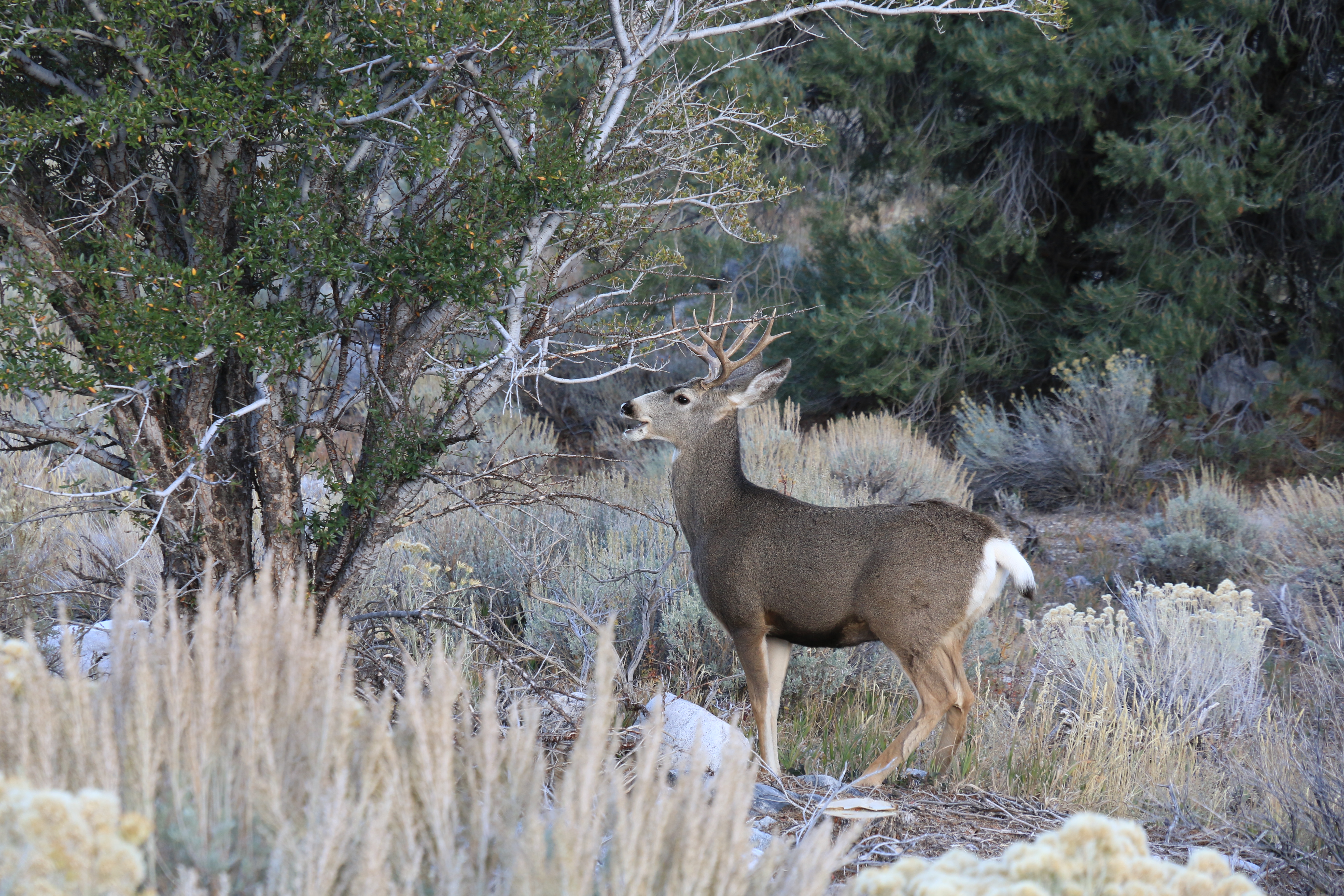 Great Basin NP